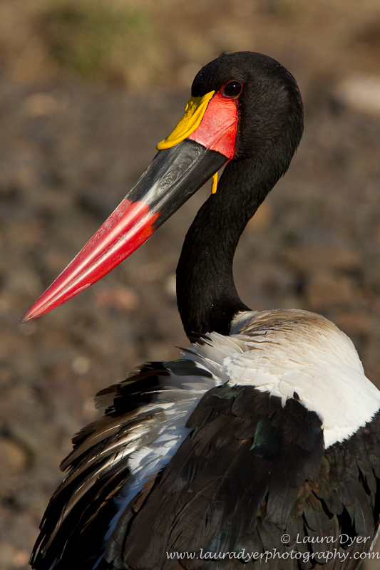 Saddle- Billed stork portrait