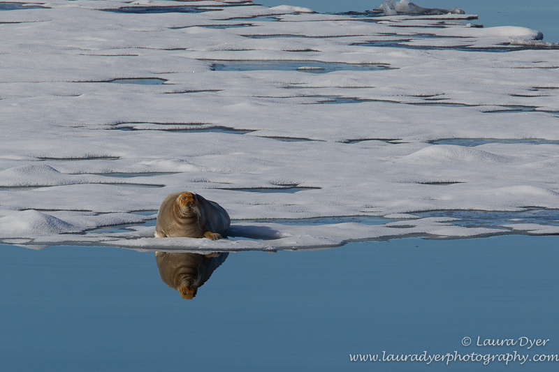 Bearded seal on ice - Svalbard