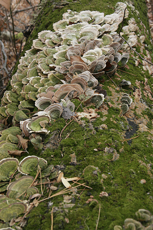'Fungus Amongus' - sprouts, flora, & greenery