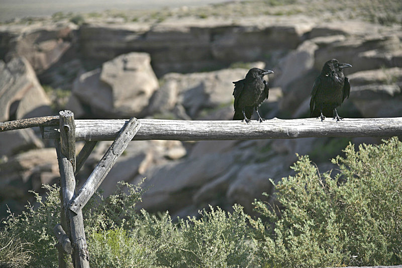 'Desert Sentries' - aviary
