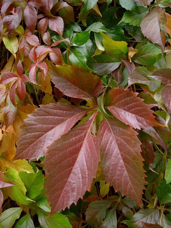 'Old Glencoe Vines' - sprouts, flora, & greenery