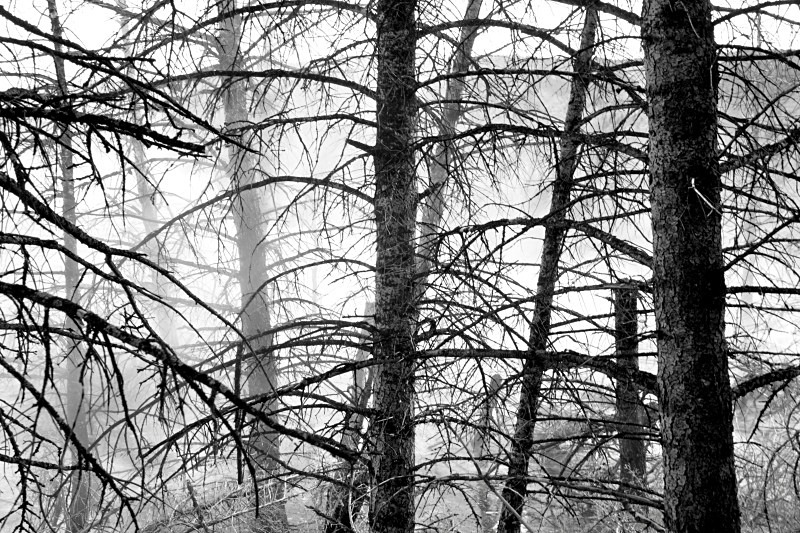 'Cold Trees' - views across the country