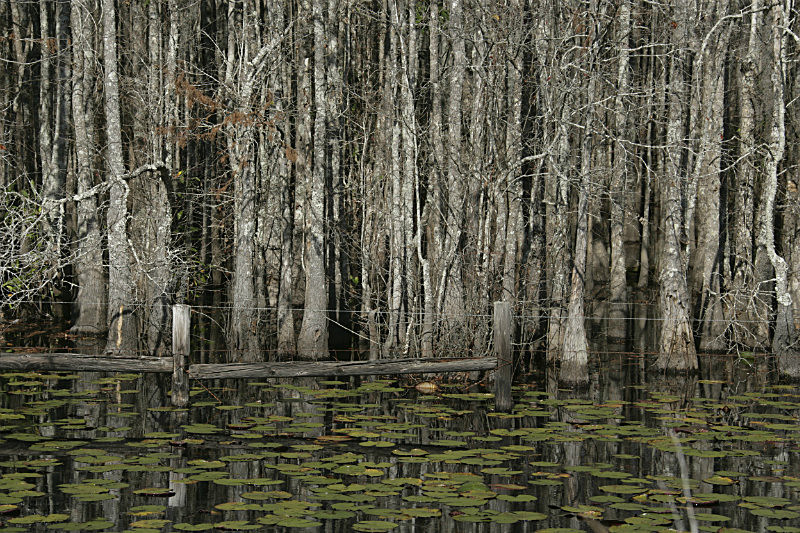 'Cypress Swamp' - views across the country