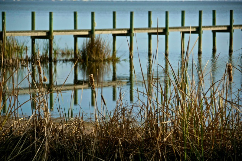 'Cattails on the Indian' - of water