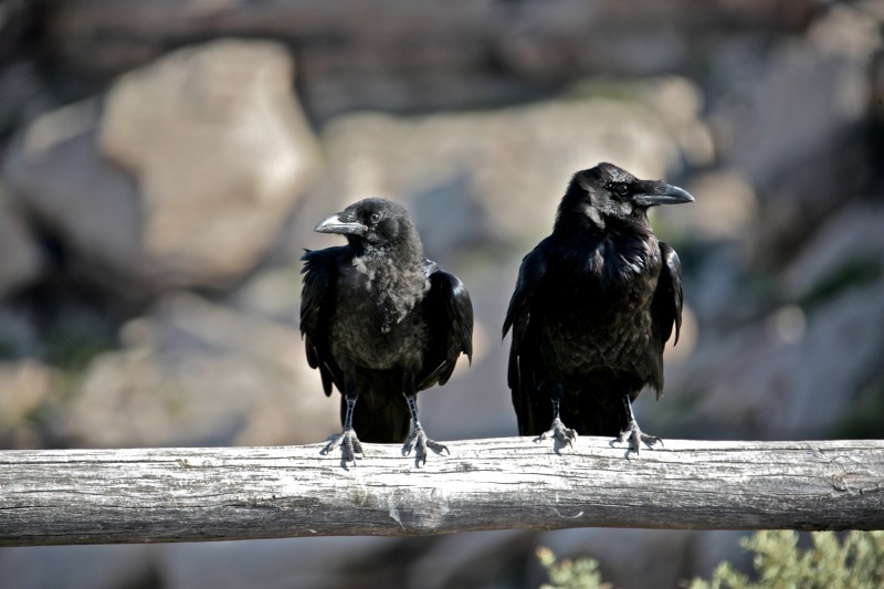 'Desert Duo' - aviary
