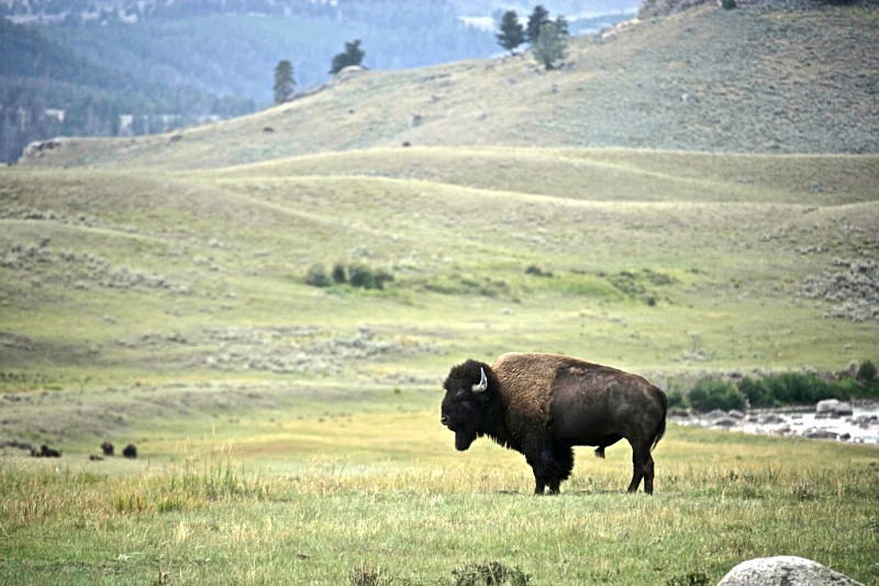 'Lost Buffalo' - critters
