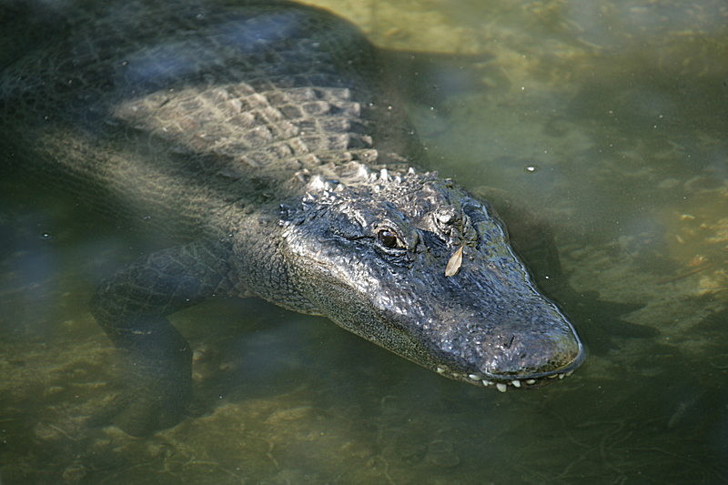 'Camoflage' - critters