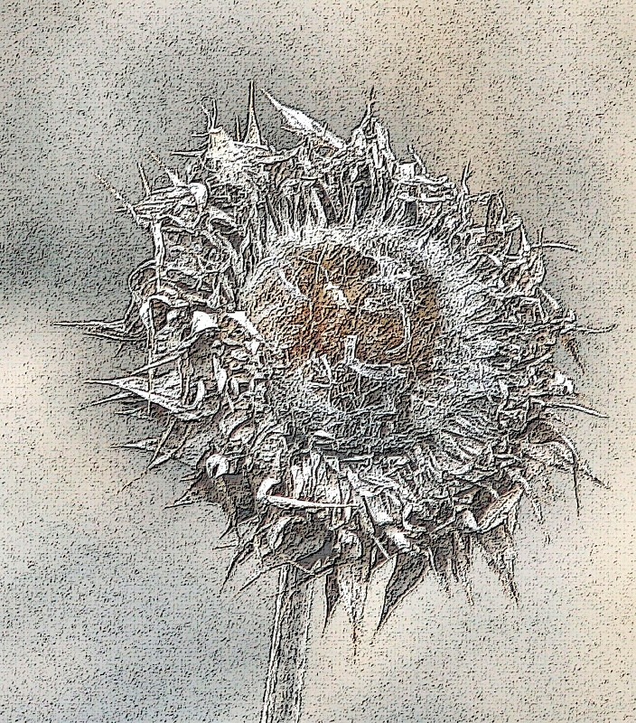 'Scotty - in Colored Pencil' - sprouts, flora, & greenery