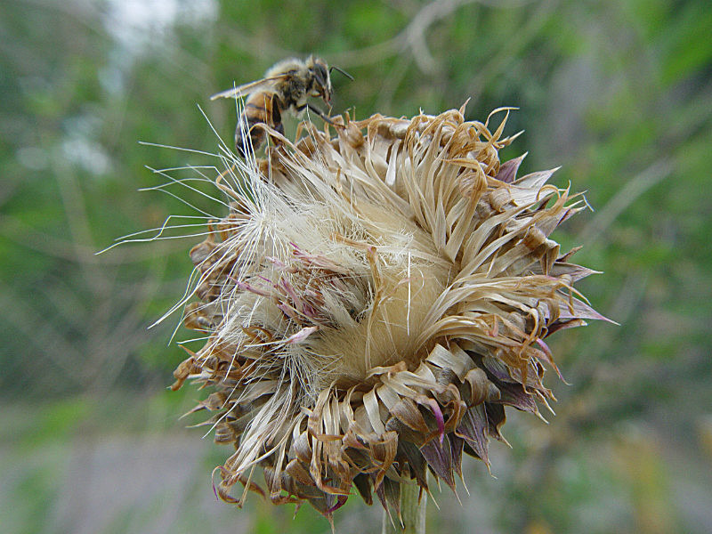 Bee in the Bonnet - recent additions