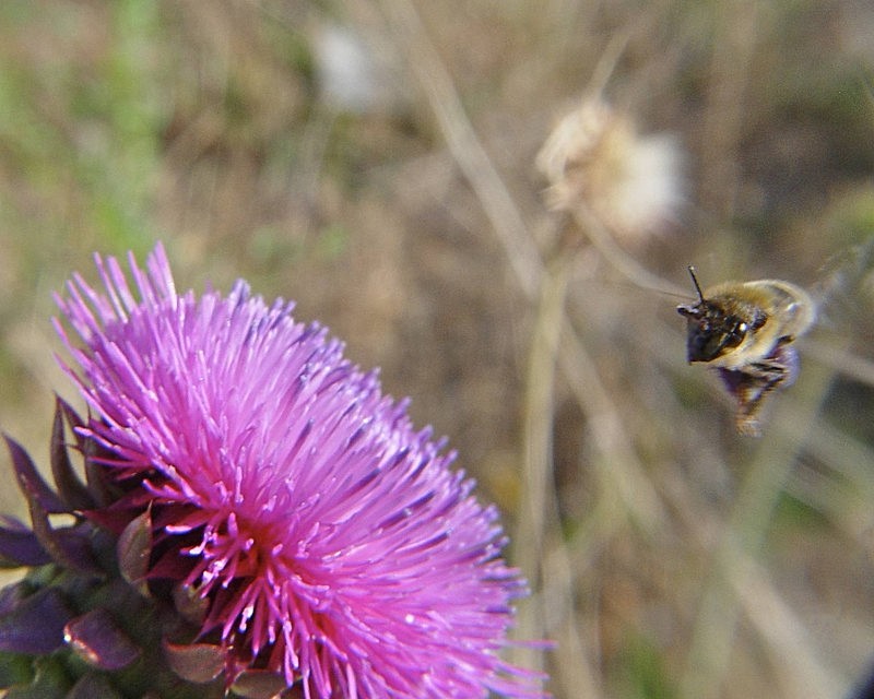 'Bug-Eyed Thistle' - sprouts, flora, & greenery