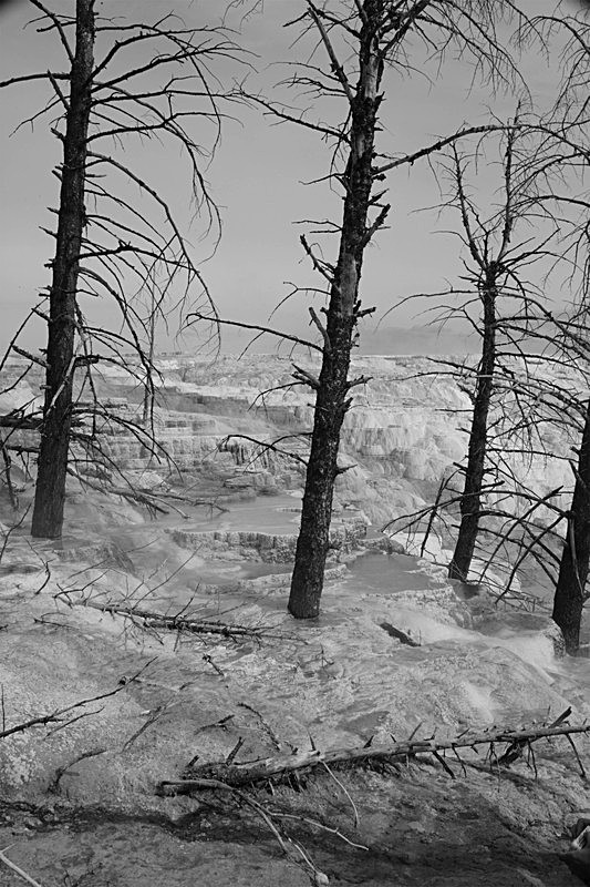 'Sulfur Trees' - Black & White