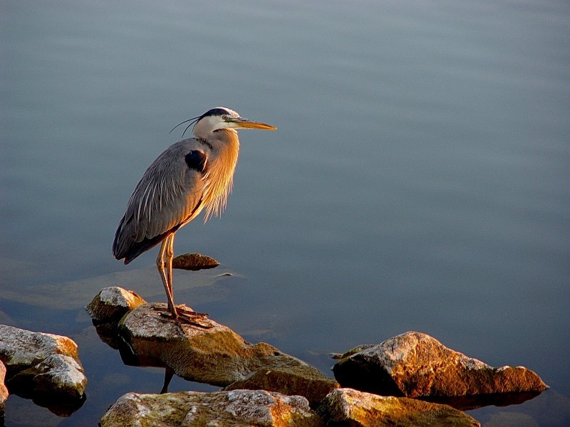 'Early Watch' - aviary
