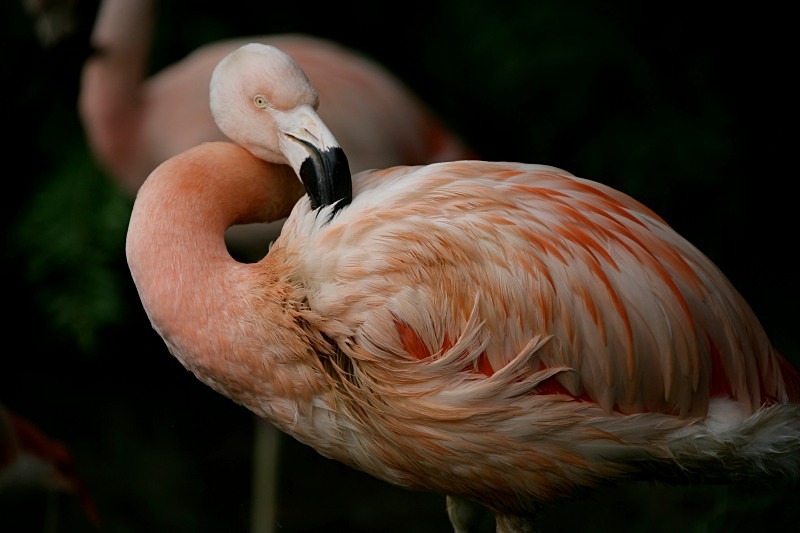 'Pink Perfection' - aviary