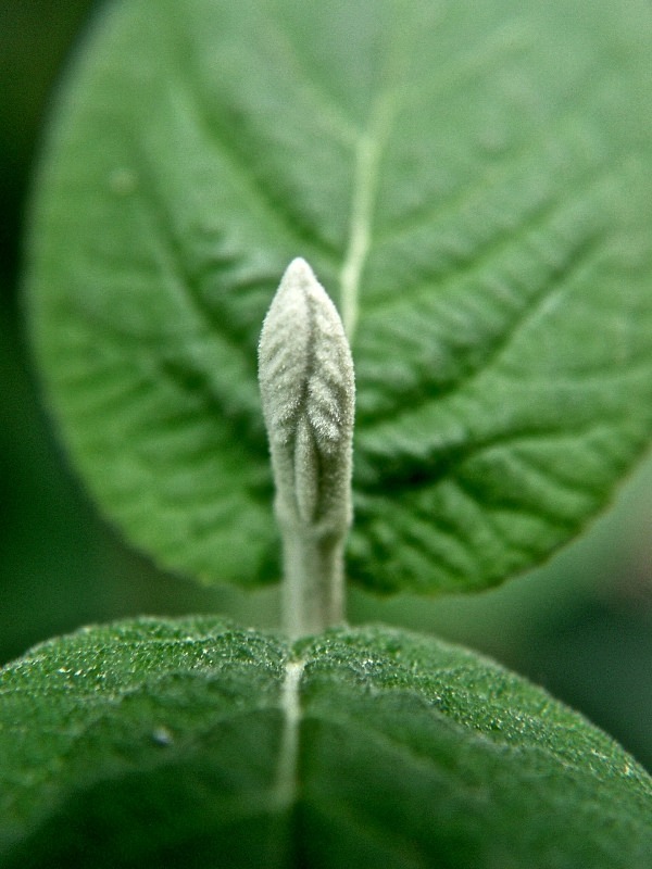'New Leaf on Life' - sprouts, flora, & greenery