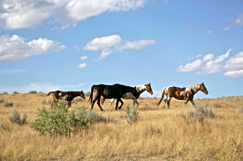'Lone Ponies' - critters