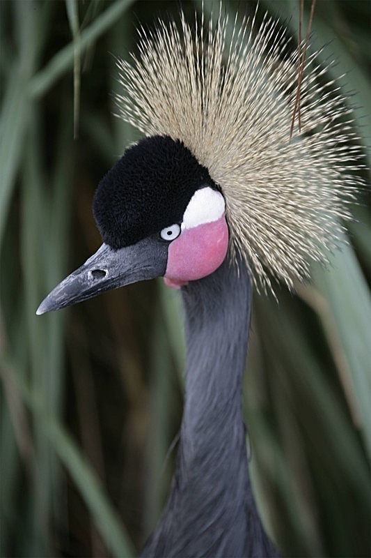 'The Crown' - aviary