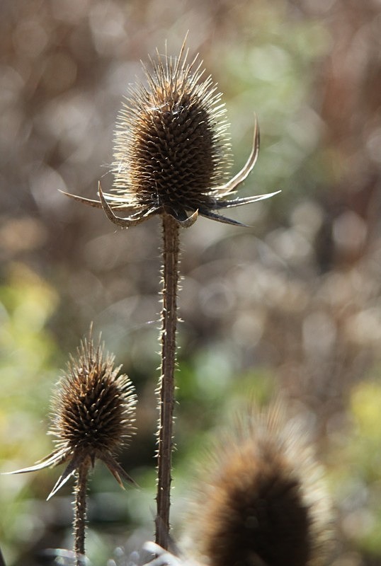 'A Prickly Sort' - recent additions