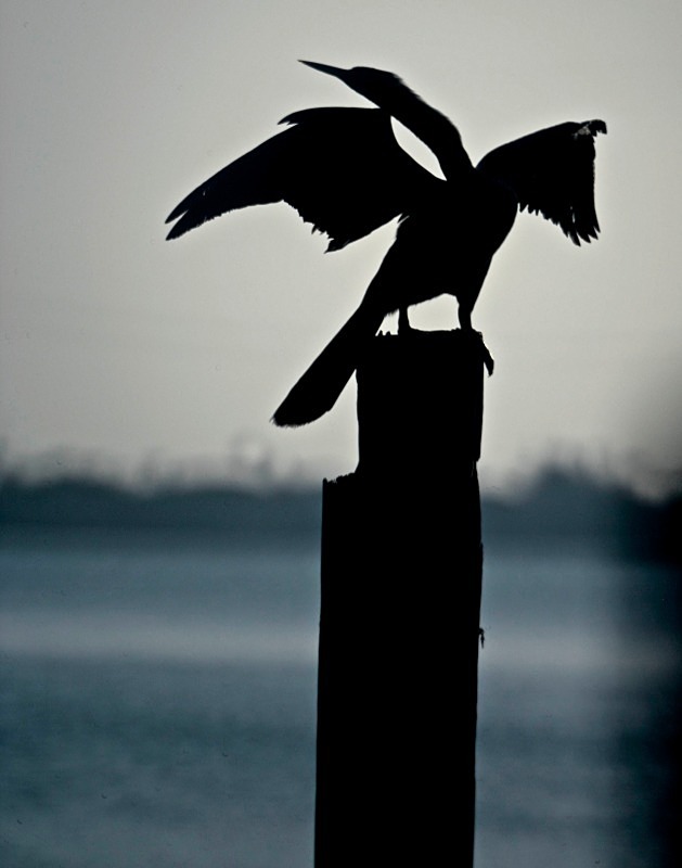 'The Pose' - aviary