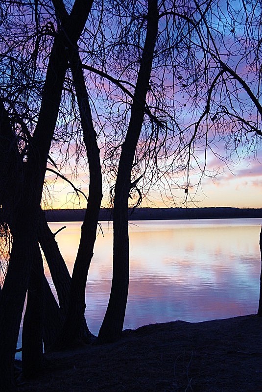 'Purple Majesty Too' - views across the country