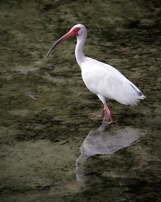 'Ibis Reflected' - aviary