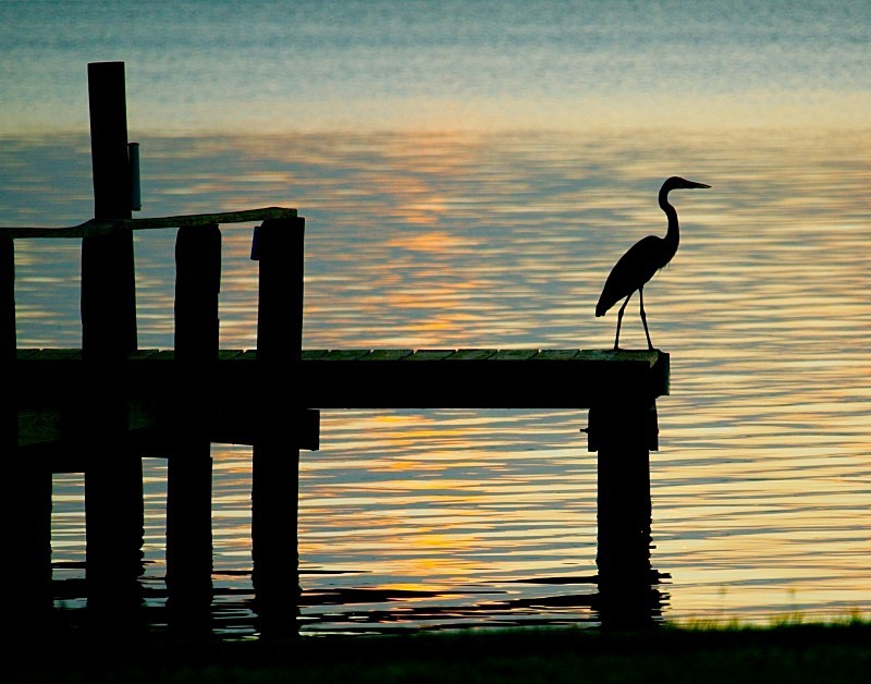 'Watcher on the Dock' - aviary