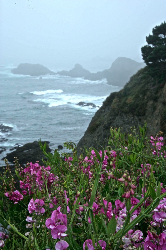 'Coastal Flowers' - views across the country