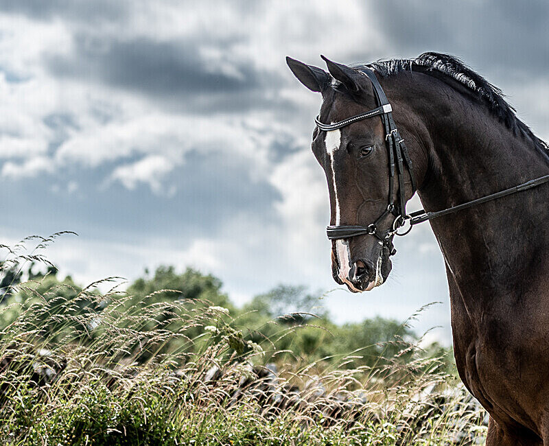  - The Cotswold Club Equestrian