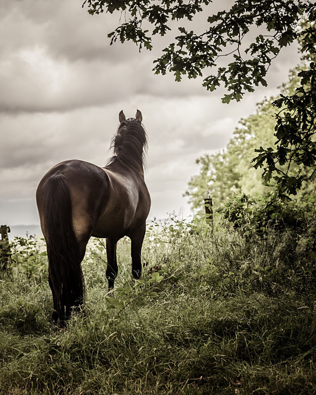  - Equine