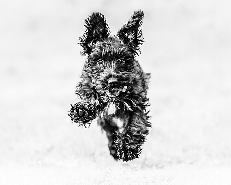  - Dogs