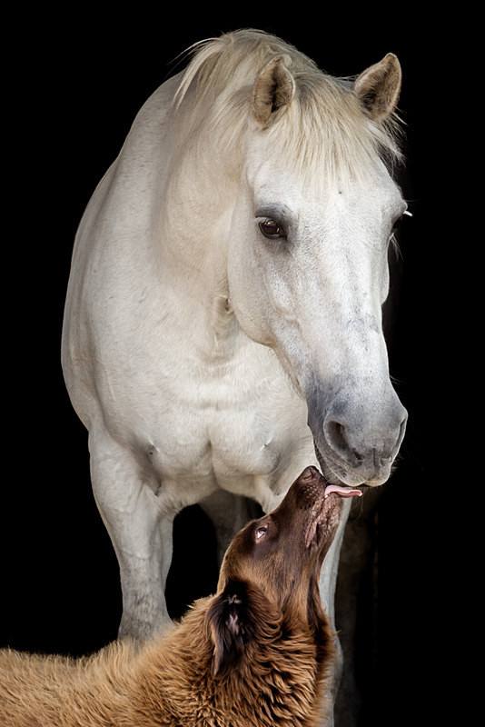  - Equine
