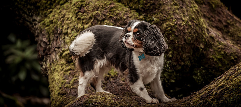  - Dogs