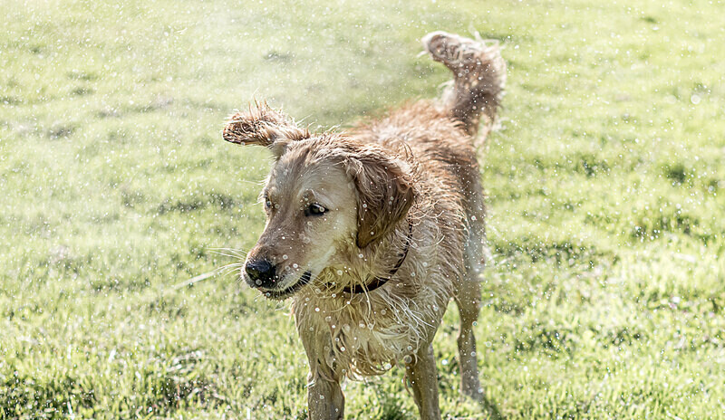 Ockley Dog Wash - Commercial
