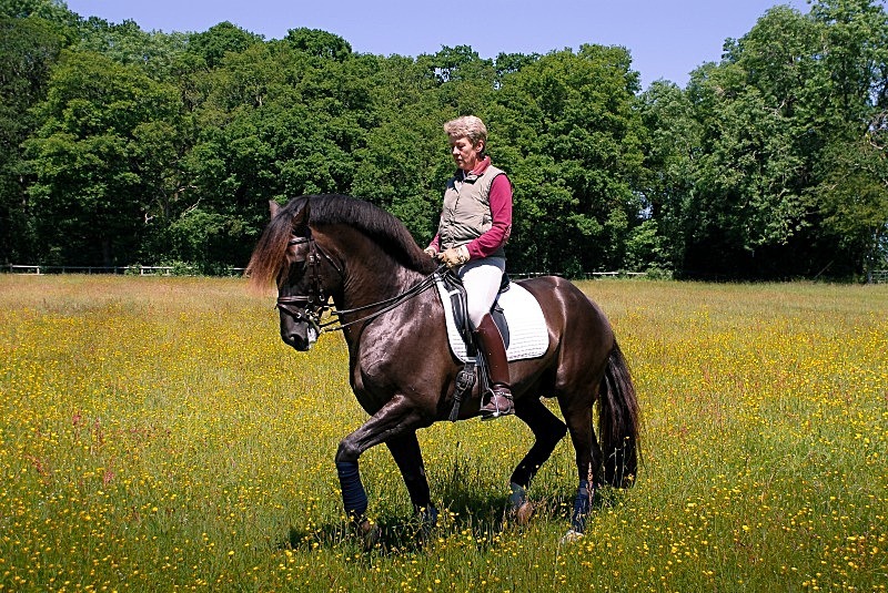 Kyra Kyrklund - Dressage Rider Hall of Fame
