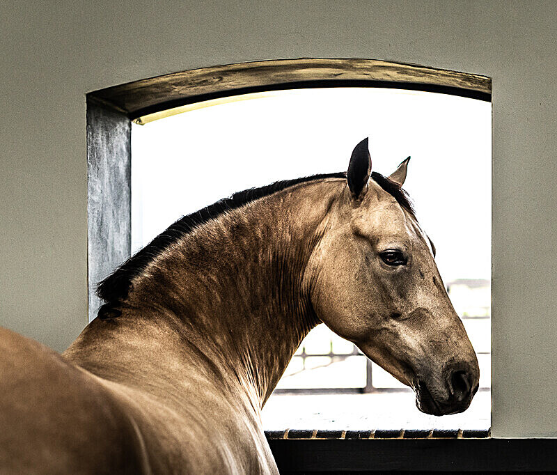  - The Cotswold Club Equestrian