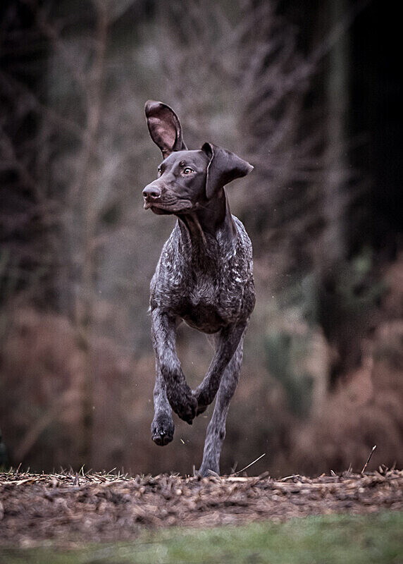  - Dogs