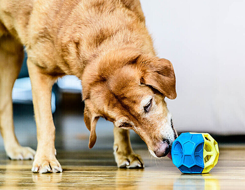 PetLove Nuzzle Puzzle - Commercial