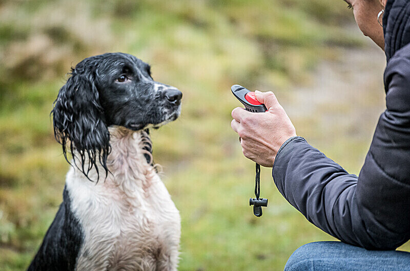 Mikki 3-in-1 whistle,clicker & poo-bag holder - Commercial