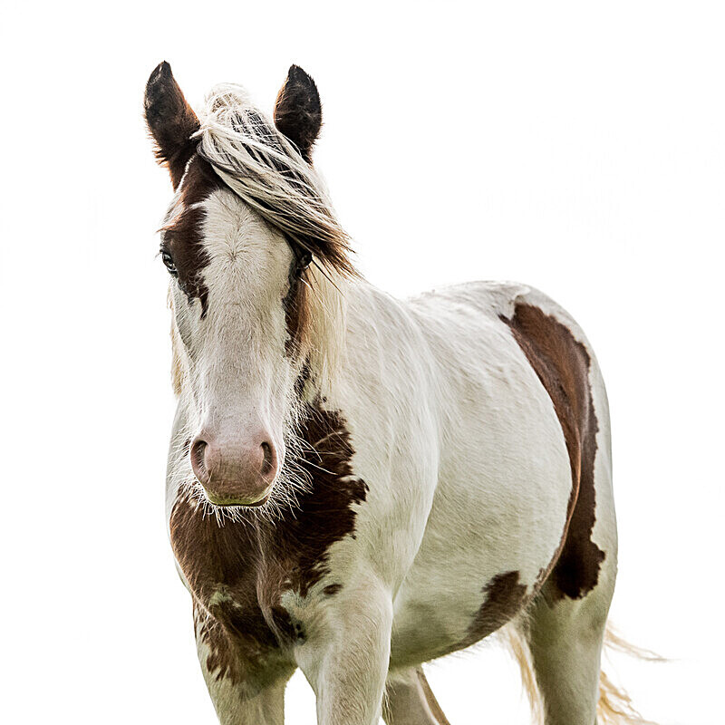  - Equine