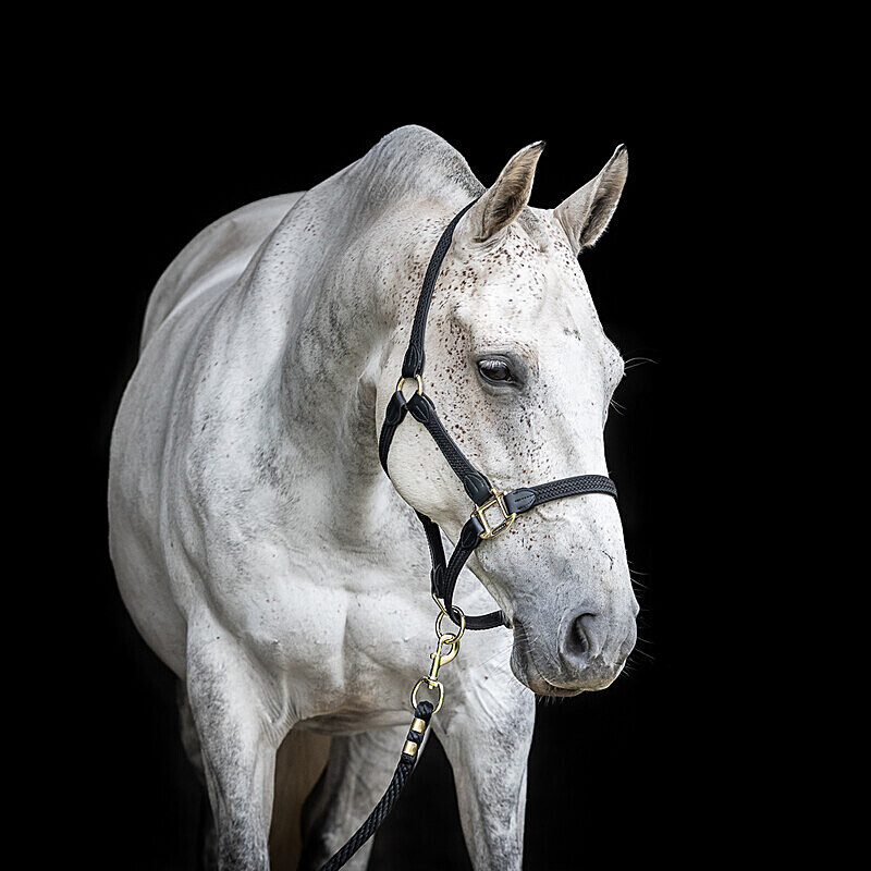  - Equine