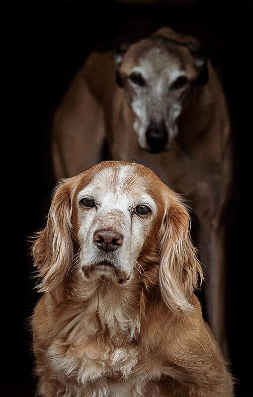  - Dogs