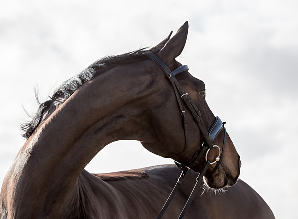  - Equine