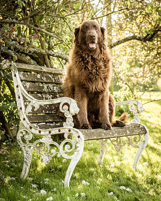  - Dogs