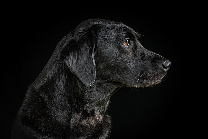  - Dogs