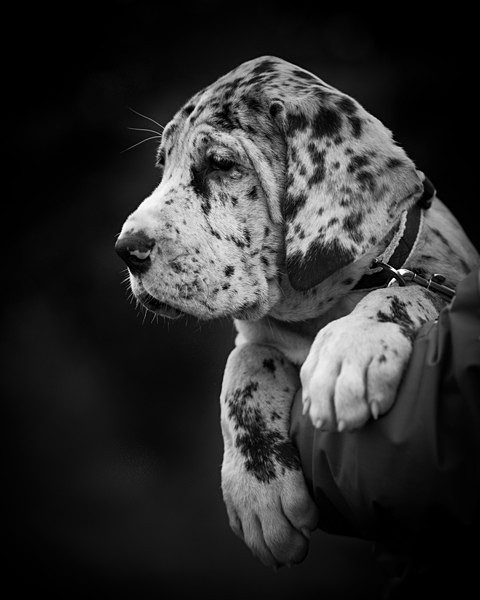  - Dogs