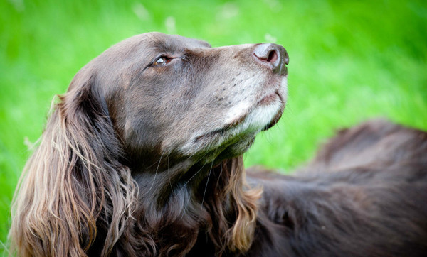  - Dogs