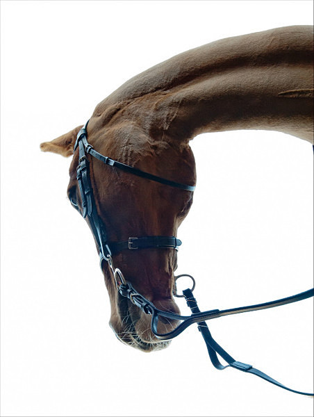 Carl Hester Fantastic Elastic Reins - Commercial