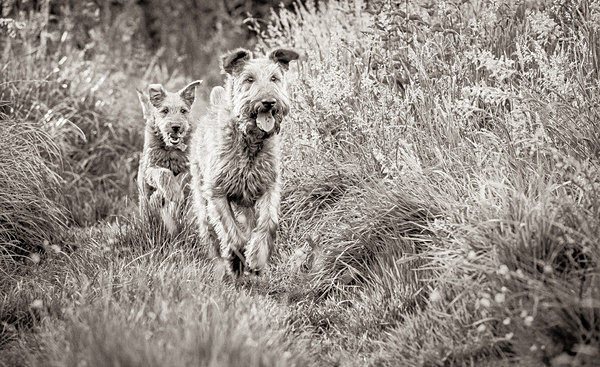  - Dogs