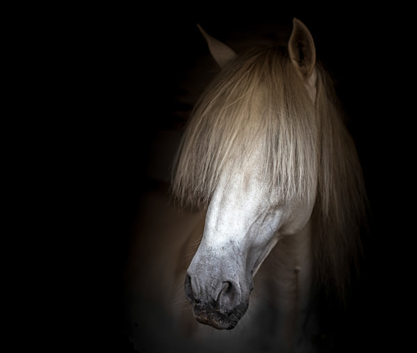  - Equine