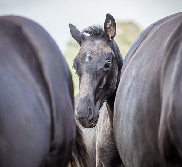  - Equine