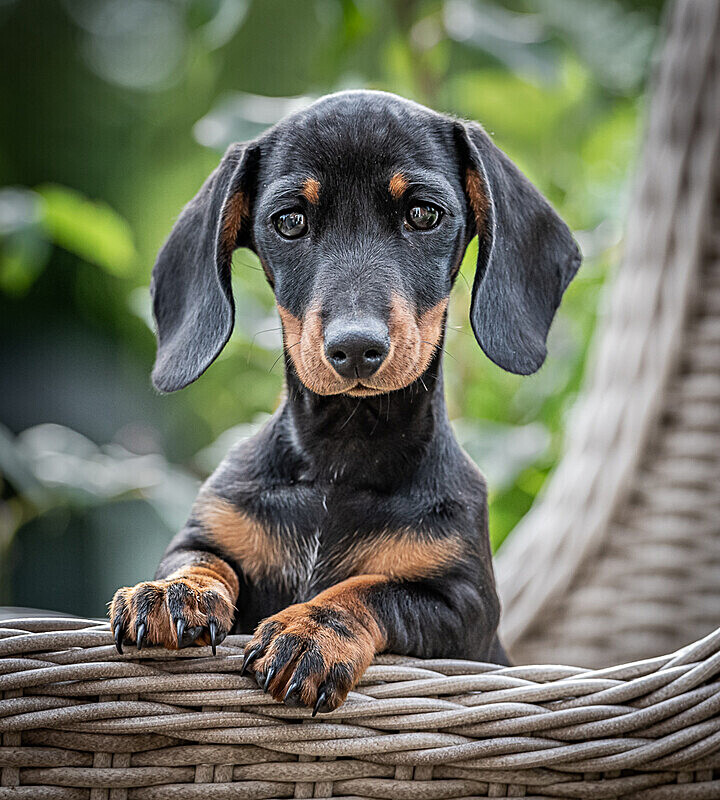  - Dogs